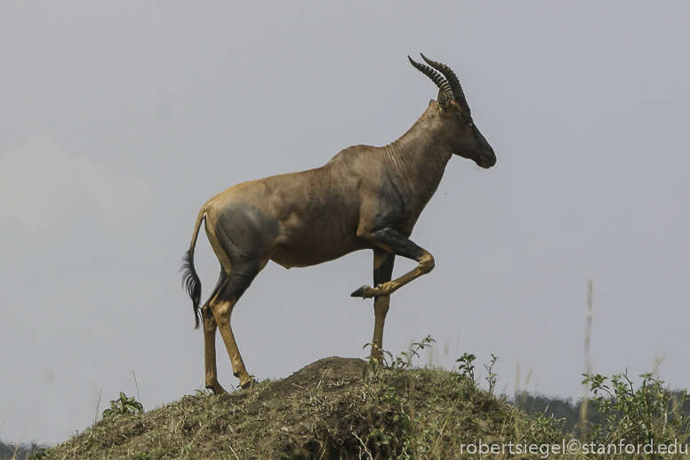 topi in masai mara